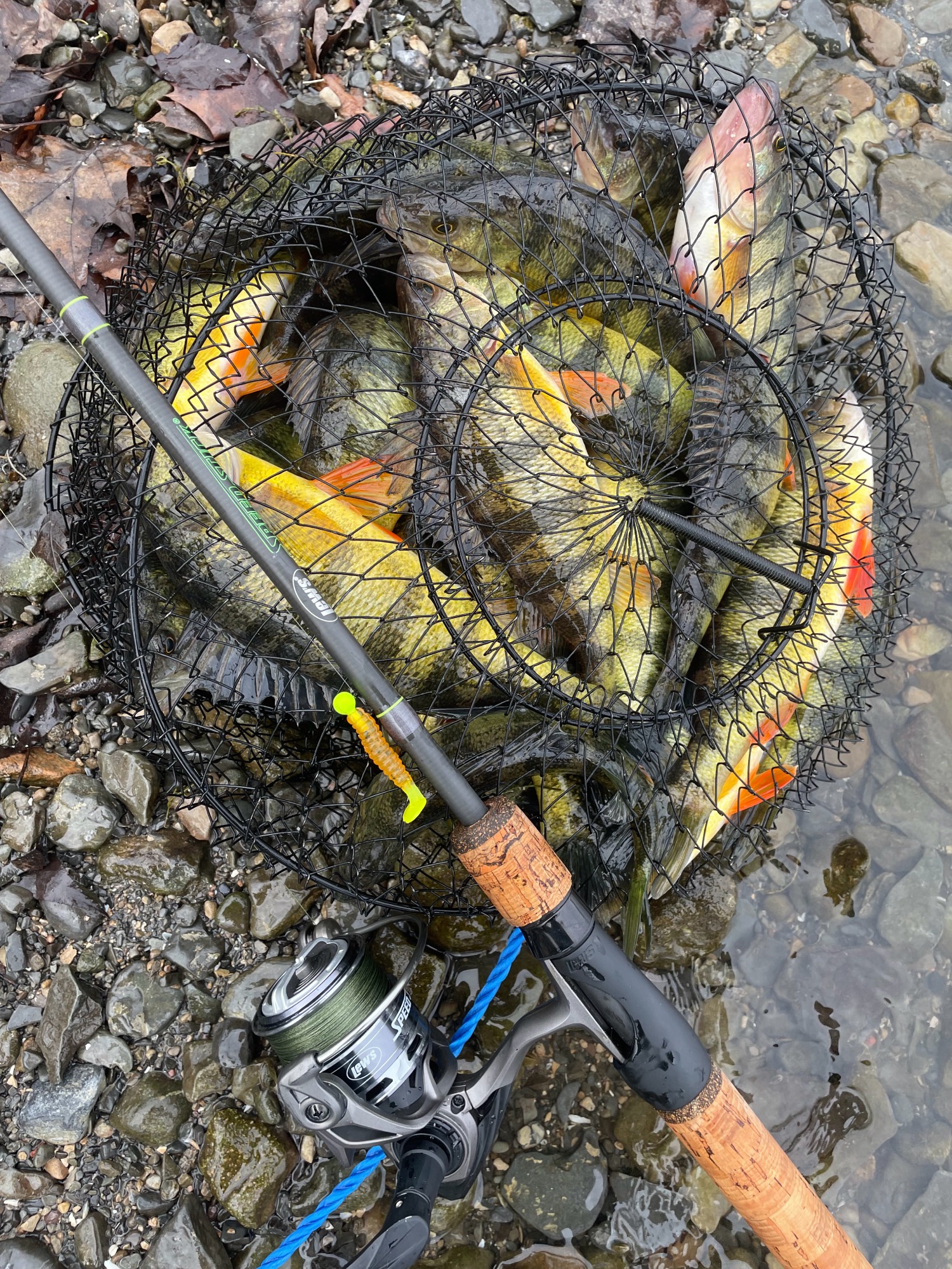spring perch fishing
